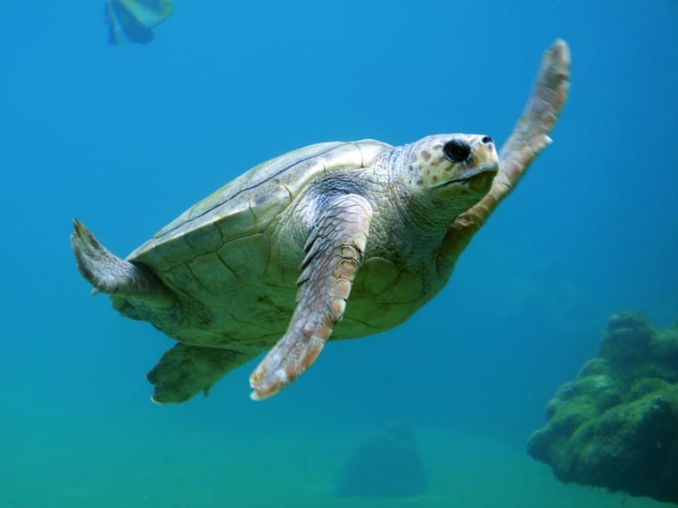 Sea turtle underwater
